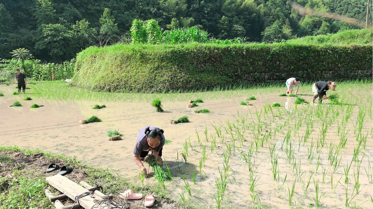 助农插秧抢农时 深耕田野暖民心